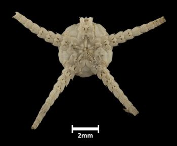 Media type: image;   Invertebrate Zoology OPH-3487 Description: Bottom of brittle star with mouth visible.;  Aspect: ventral